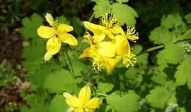 Règles pour l'utilisation des verrues Celandine