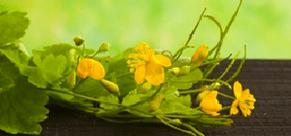 Fleurs propres