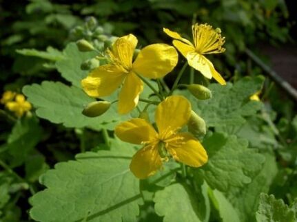 fleurs de chélidoine pour les verrues