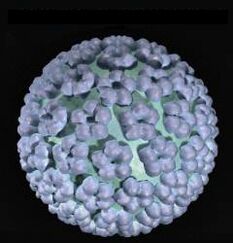 virus du papillome humain